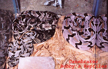 My Canebrake Trio copy.jpg [96 Kb]